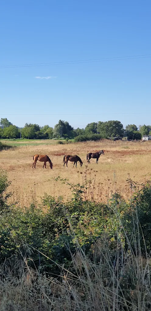 Cavalli al pascolo nella campagna di Bolsena