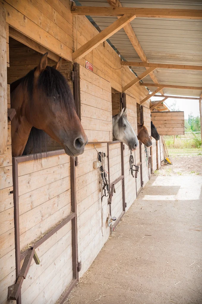I cavalli nelle scuderie del Clan Club Val di Lago
